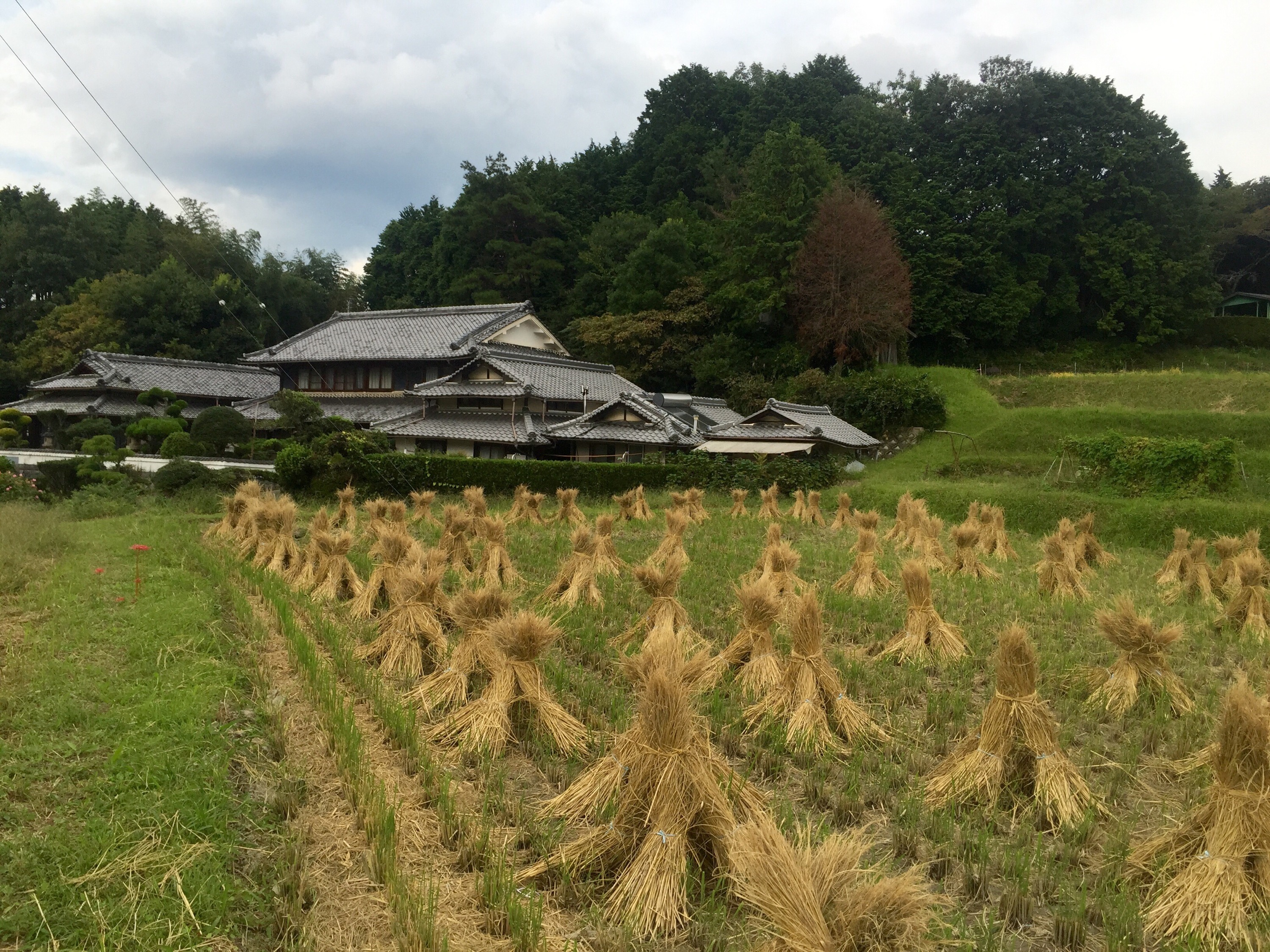 La récolte du riz