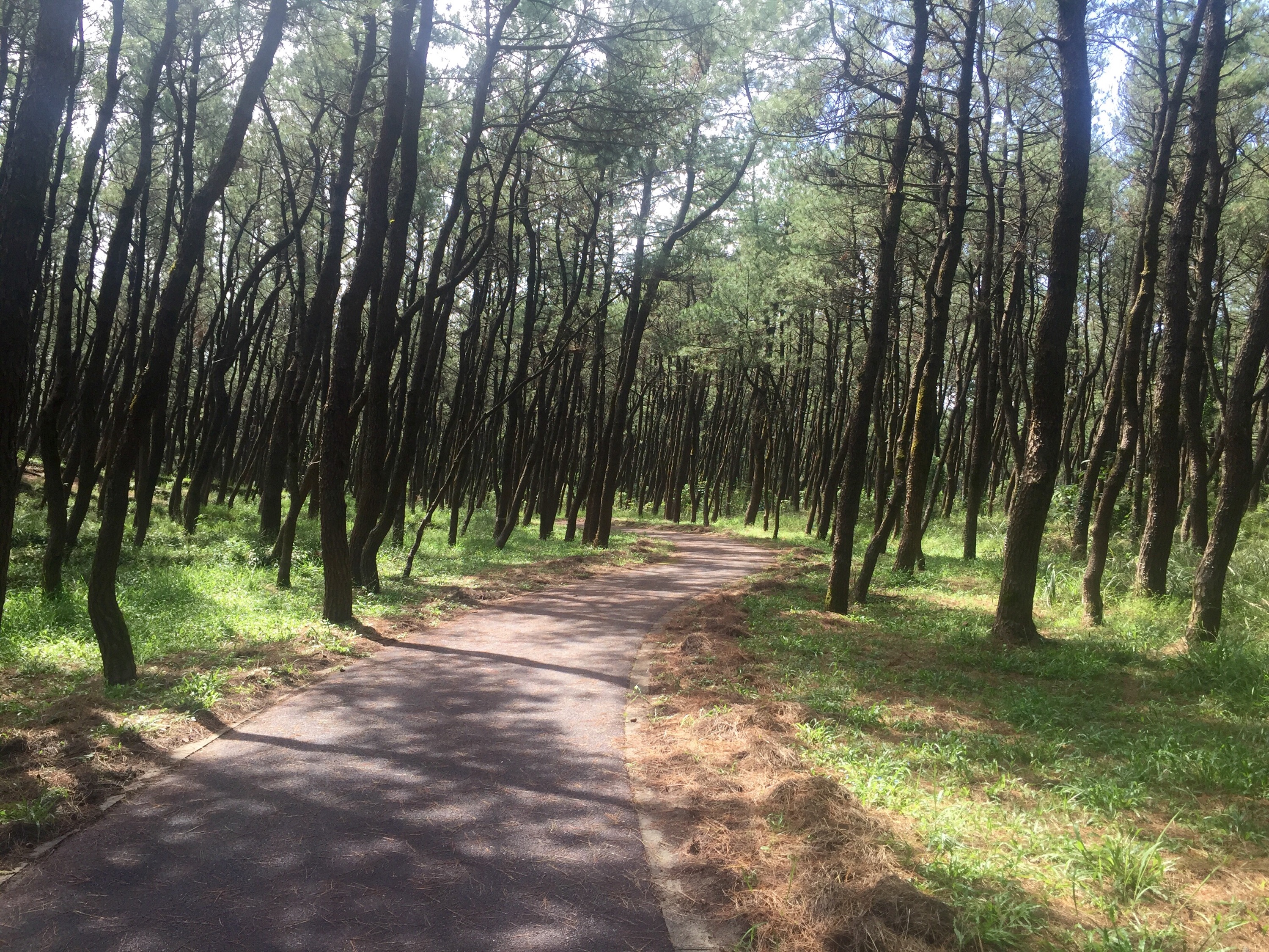 2/10/2015:90 km de pistes cyclables le long des routes…